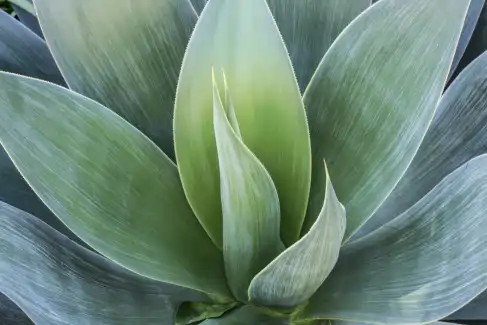 plant plant